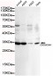 CDC2/CDK1 Antibody